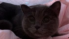 猫猫吃瓜动图,喵星人的“瓜”界探险记