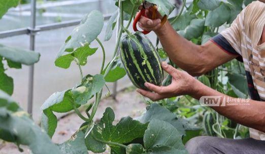 农村人吃瓜,夏日里的田园美味生活