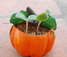 diy小玩具吃瓜,DIY小玩具吃瓜乐趣多