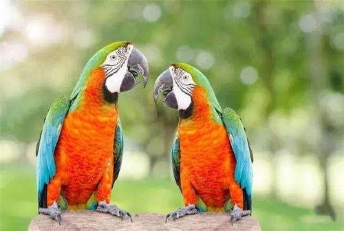 鹦鹉可以吃白瓜,白瓜成为新宠