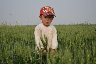 小孩麦田吃瓜,小孩的欢乐时光