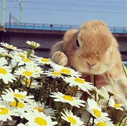 兔子吃瓜治愈系,温馨治愈，快乐相伴