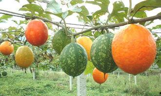 烧伤之后可以吃吊瓜吗,吊瓜食用指南