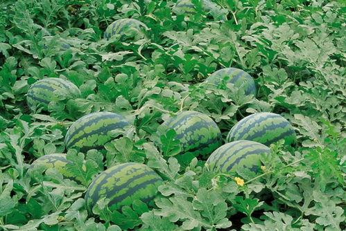 广西吃瓜群vx,揭秘当地特色美食与社交风潮