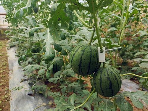 梦贝吃小瓜,梦贝与美味小瓜的奇幻之旅