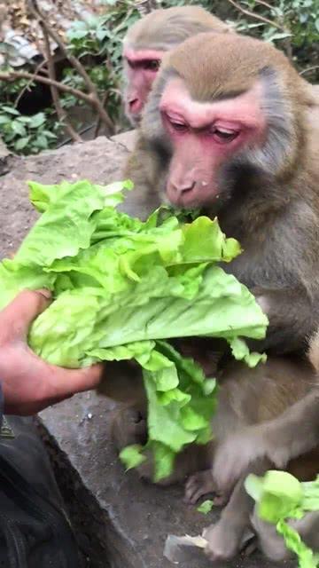 喂猴子吃蜜瓜,喂猴子的温馨瞬间