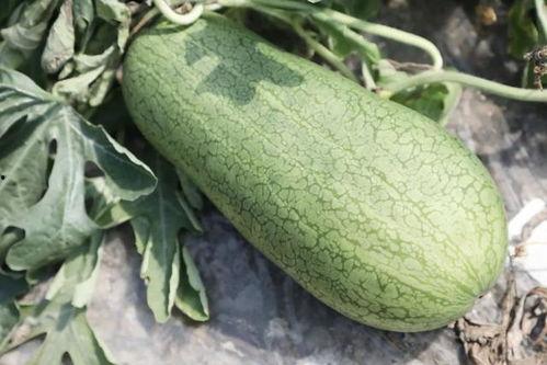 听瓜吃瓜,揭秘娱乐圈幕后故事