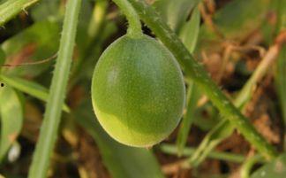 马泡瓜怎样吃,解锁美味新体验