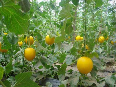 男人梦到吃瓜,揭秘男人梦中吃瓜的神秘寓意