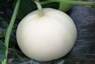 鸡吃梨瓜吗,探寻动物食性奥秘