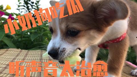 狗吃瓜叶子,揭秘瓜叶的独特魅力