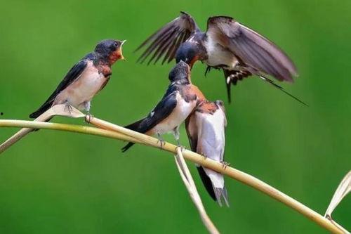 吃瓜直播老燕子,揭秘老燕子背后的传奇故事