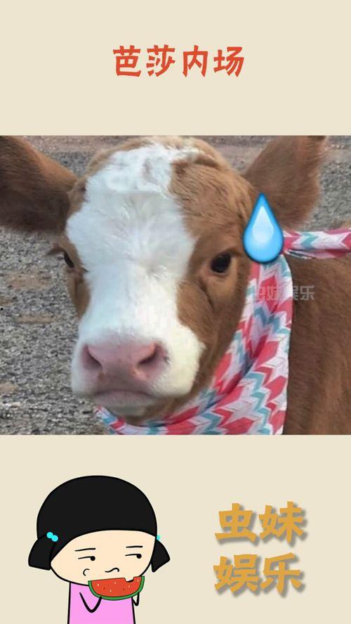 抖音丽丽吃瓜,揭秘娱乐圈幕后故事