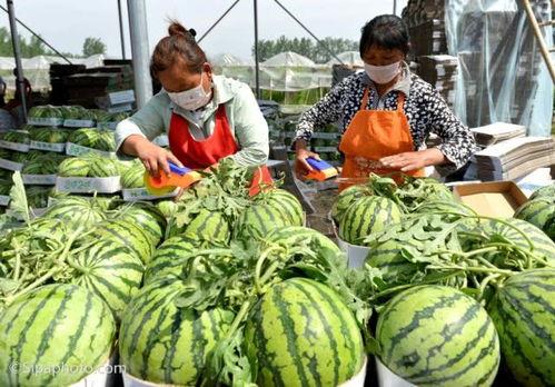 行健学院吃瓜,揭秘校园里的“吃瓜”风云