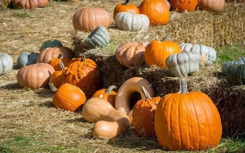 合格的吃瓜选手,如何成为圈粉无数的“瓜界达人”