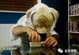 布鲁吃瓜视频,揭秘网红美食背后的故事