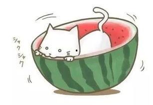 吃瓜看球教练,揭秘足球场上的趣味瞬间与战术智慧