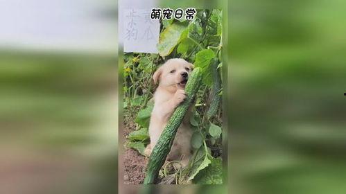 修狗吃瓜日常,揭秘宠物界的八卦风云