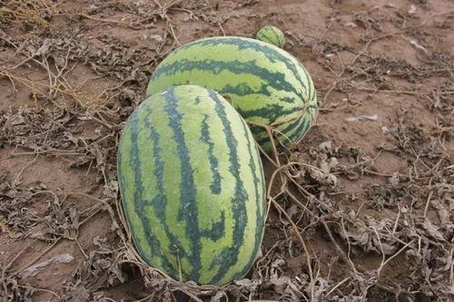 吃瓜基地小,一场别开生面的农业盛宴