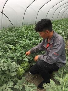 欣欣子现场吃瓜,欣欣子带你揭秘娱乐圈幕后真相