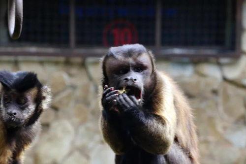 吃瓜像猴,揭秘网络时代的“猴性”现象