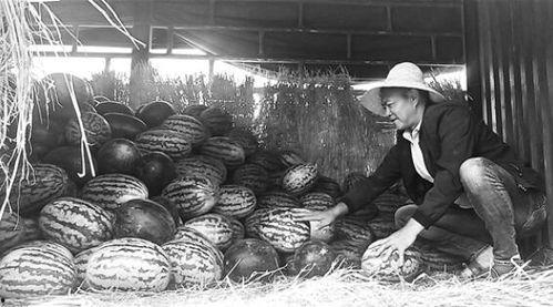 惠水吃瓜群众事件始末,一场网络舆论的风波与反思