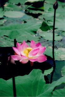 春城大观吃瓜,一场别开生面的吃瓜盛宴