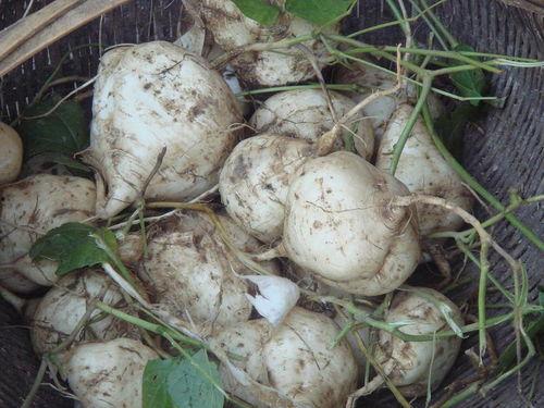 土二瓜怎么吃,解锁美味新体验