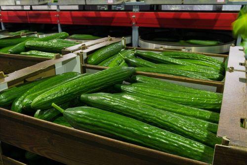 白皮大长瓜怎么吃